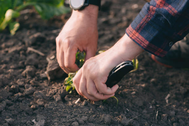 rolnik na polu buraków cukrowych trzyma w rękach próbkę chwastów. - corn corn crop field stem zdjęcia i obrazy z banku zdjęć