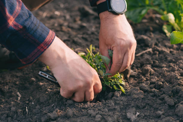 rolnik na polu buraków cukrowych trzyma w rękach próbkę chwastów. - corn corn crop field stem zdjęcia i obrazy z banku zdjęć