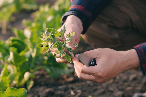 rolnik na polu buraków cukrowych trzyma w rękach próbkę chwastów. - corn corn crop field stem zdjęcia i obrazy z banku zdjęć