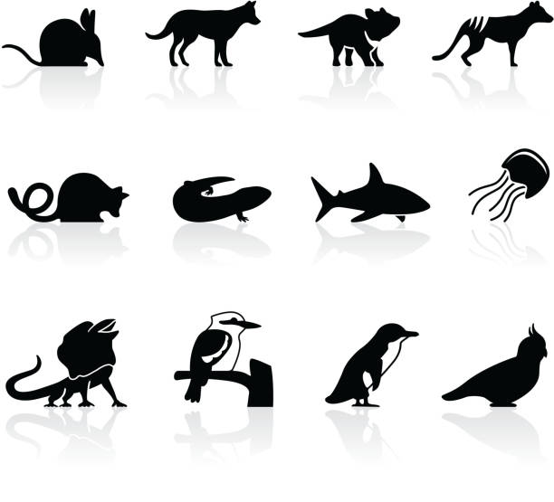 Australian animal icons, set 2 Set of icons featuring Australian animals. Also includes transparent PNG. kookaburra stock illustrations