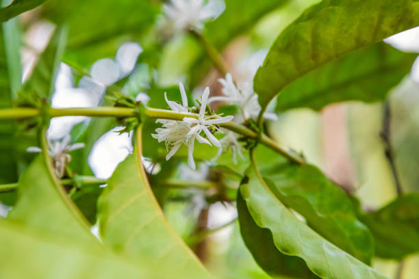 istock Coffee tree blossom with white color flowers in Sri Lanka 1540323412