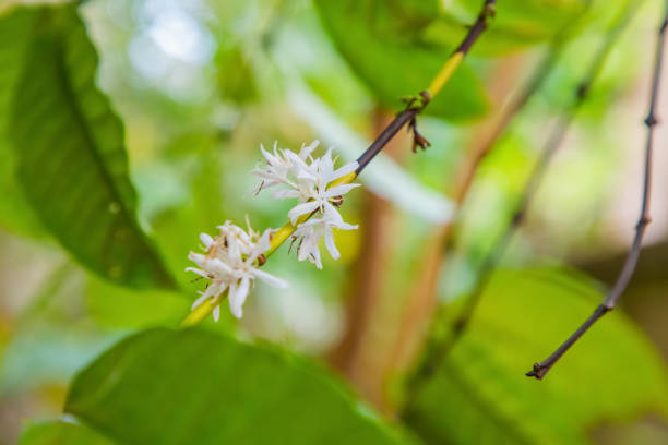 istock Coffee tree blossom with white color flowers in Sri Lanka 1540323912