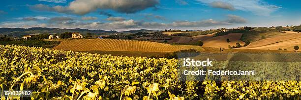 Sunflowers Stock Photo - Download Image Now - Chianti Region, Hill, Horizontal