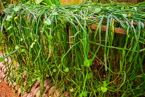 Fresh Cissus Quadrangularis Linn. Edible Stemed Vine herb for pain treatment. Natural medicine concept