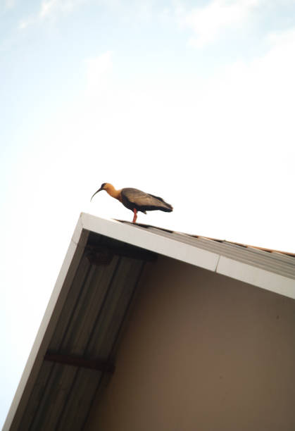 The curicaca is a pelecaniforme bird of the tresquiornitid family that occurs from Colombia to the region of Tierra del Fuego, as well as part of Brazil