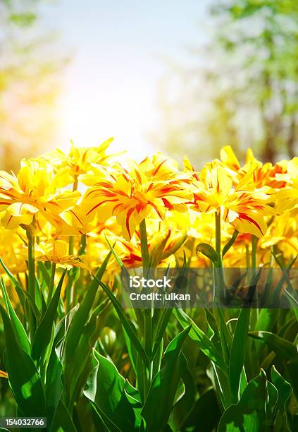 Photo libre de droit de Fond De Printemps Avec Des Tulipes Jaunes banque d'images et plus d'images libres de droit de Beauté de la nature