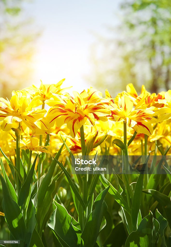 Sfondo di primavera con belle tulipani gialli (soft focus) - Foto stock royalty-free di Ambientazione esterna