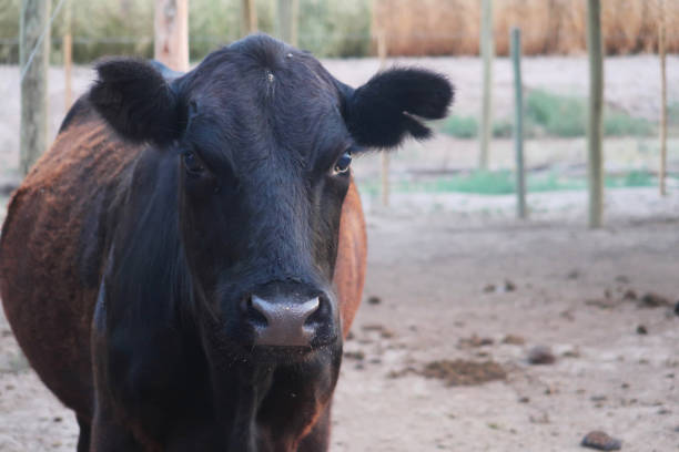 istock Cow staring at camera in the farm 1540327803