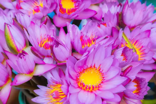 Photo of Offering flowers, Sri Lanka