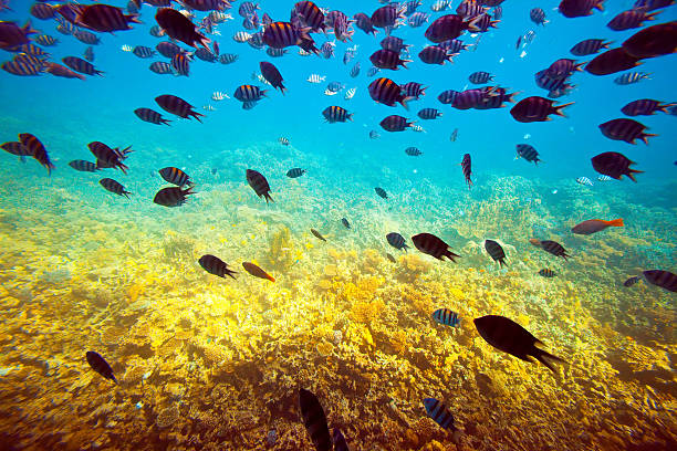 istock tropical fishes at coral reef area 154033419