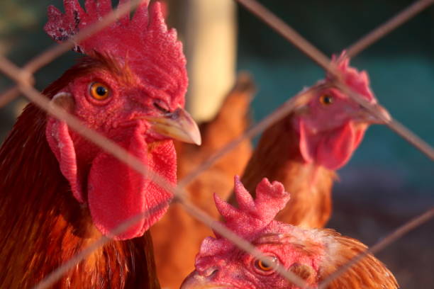 istock Rooster in the coop 1540336302
