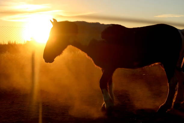 istock Stallion in the golden hour 1540336310