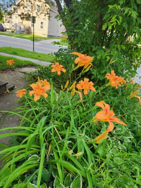 istock Orange day lilies in bloom 1540344929
