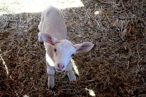 Little white cute lamb staring at camera and smiling
