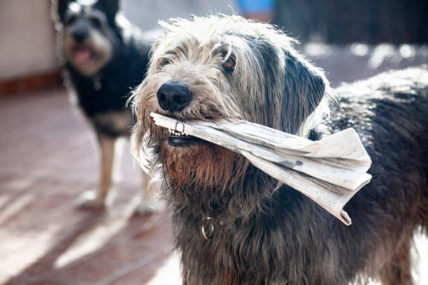 pies trzymając gazetę - dog newspaper retrieving document zdjęcia i obrazy z banku zdjęć