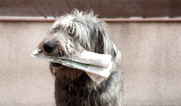 犬の新聞を - dog newspaper retrieving document ストックフォトと画像