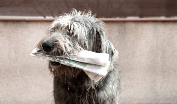 pies trzymając gazetę - dog newspaper retrieving document zdjęcia i obrazy z banku zdjęć