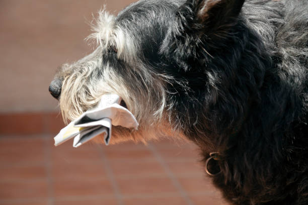 pies trzymając gazetę - dog newspaper retrieving document zdjęcia i obrazy z banku zdjęć