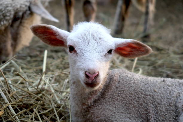 istock Little white lamb staring at camera 1540348690