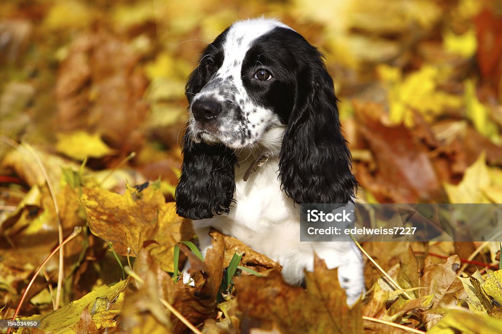 Schwarze und weiße Welpe der russischen spaniel im Herbst Blätter - Lizenzfrei Apportierhund Stock-Foto