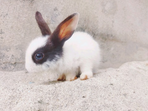 Cute Baby Rabbit. Adorable Newborn baby White Rabbit bunnies looking at something while sitting on Sand.