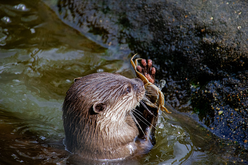 Portrait of a laughing eurasian otter (Lutra lutra).
