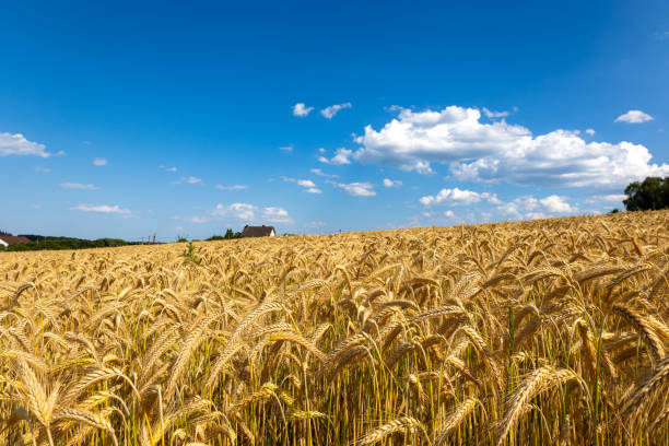 istock Barley field in summer in Sauerland 1540357589