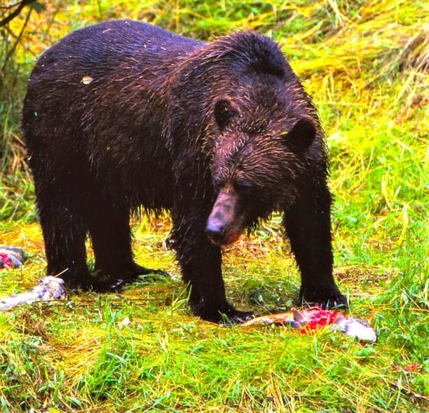 istock Grizzly Bear - Fish Creek - Hyder, Alaska 1540359837