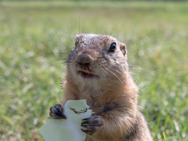 istock Prairie dog eating a cabbage leaf holding it in its front paws 1540360301