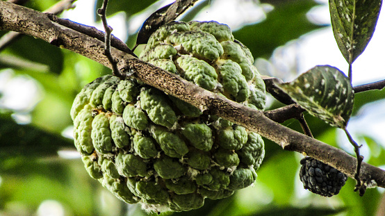 Sugar apple stock photo images