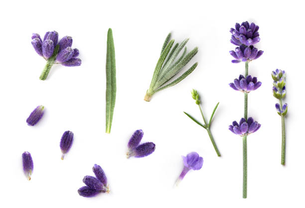 istock Collection of Lavender flowers isolated on white background. 1540366655