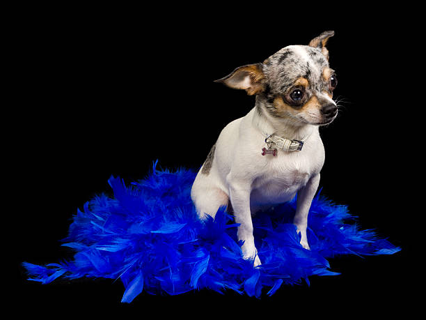 istock Chihuahua dog is sitting on blue feathers 154037888