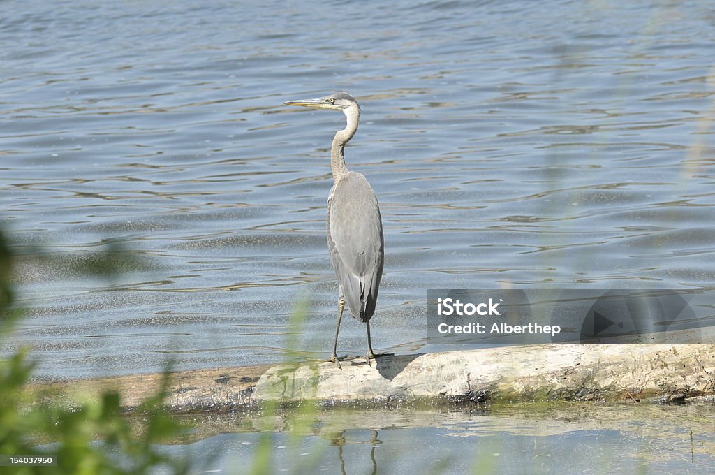 Great Blue Heron Great Blue Heron looking for dinner,fishing off a log. Alertness Stock Photo