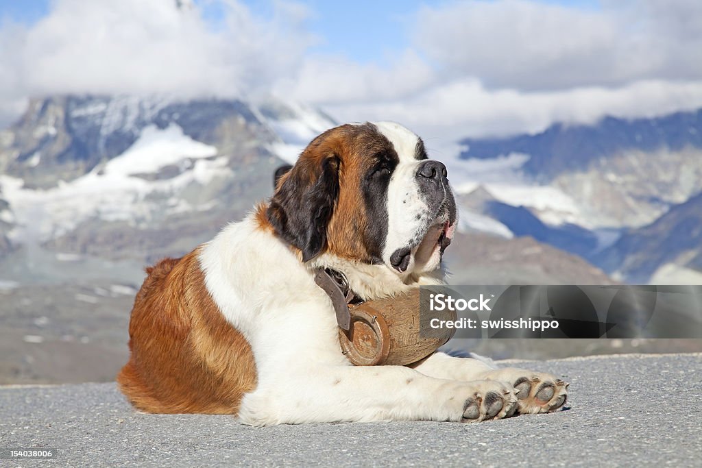 St. Bernard Hund - Lizenzfrei Bernhardiner Stock-Foto