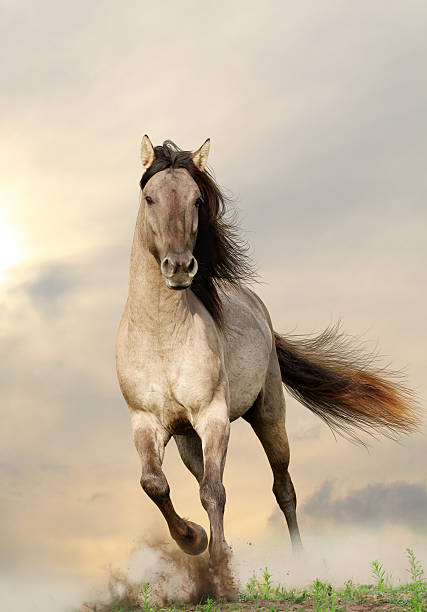 wild stallion wild stallion running in a sunset animals in the wild stock pictures, royalty-free photos & images