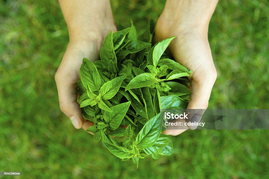 Hands holding basil with green grass background Two hands hold a bunch of basil over a green grass background. Agriculture Stock Photo