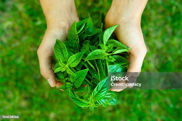 Hands Holding Basil With Green Grass Background Stock Photo - Download Image Now - Agriculture, Aromatherapy, Backgrounds