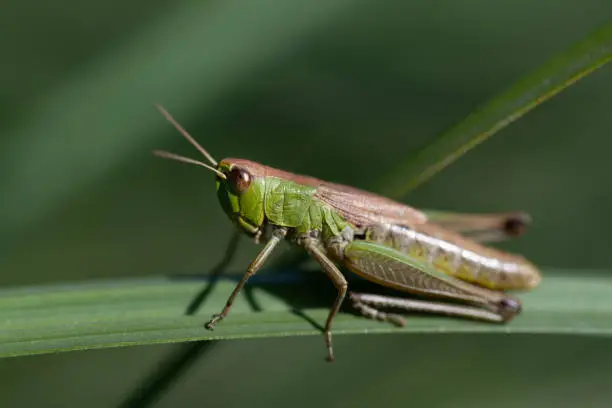 Close-up of a grasshopper sitting on a green blade of grass. The background is green. The insect hides from enemies.
