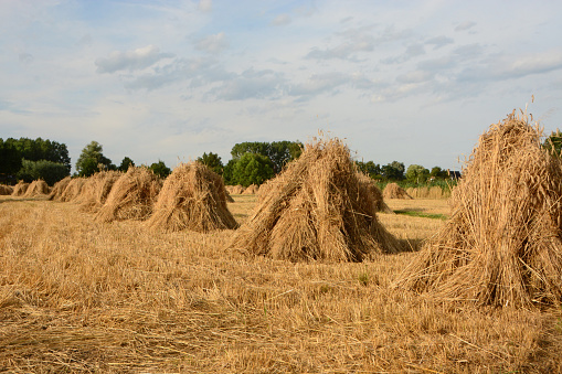 Stubble field in summer with blue sky and yellow golden straw rolls
