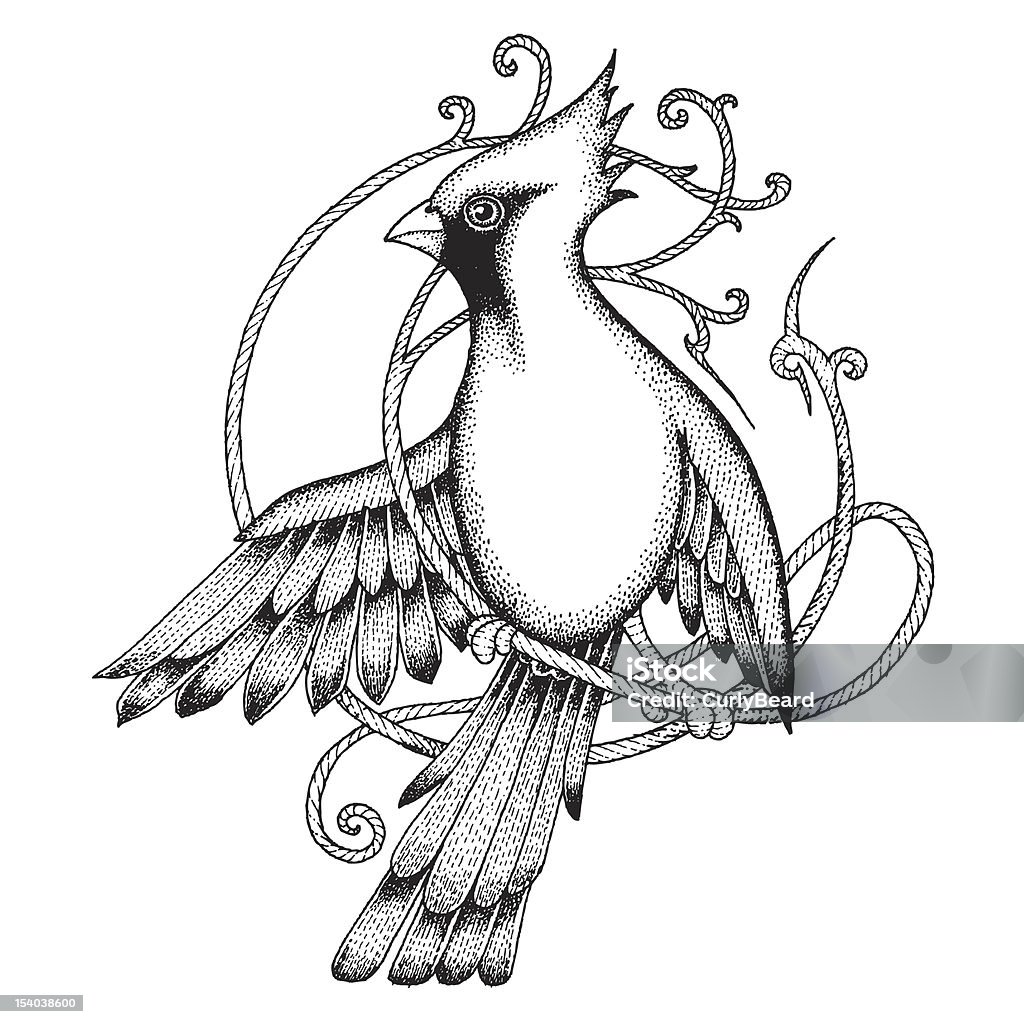Cardinal bird Drawing, hand drawn, vector image. Cardinal - Bird stock vector