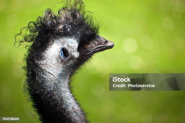 Haarstil Stockfoto und mehr Bilder von Australien - Australien, Feder, Fotografie