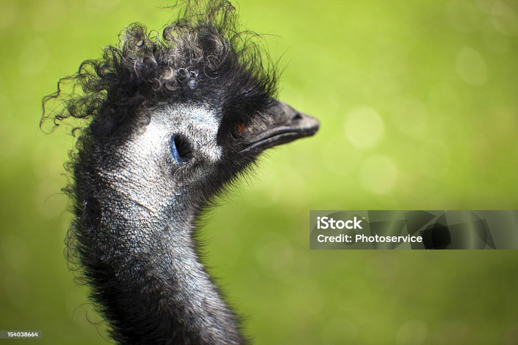 Estilo de pelo - Foto de stock de Aire libre libre de derechos