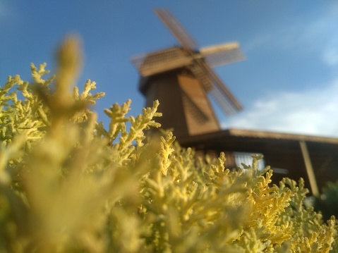 The sharp, needle-like leaves of an ornamental shrub shimmer in sunlight against a blurred wooden windmill. Sharpness is in the middle of the frame. The foreground and background are fuzzy