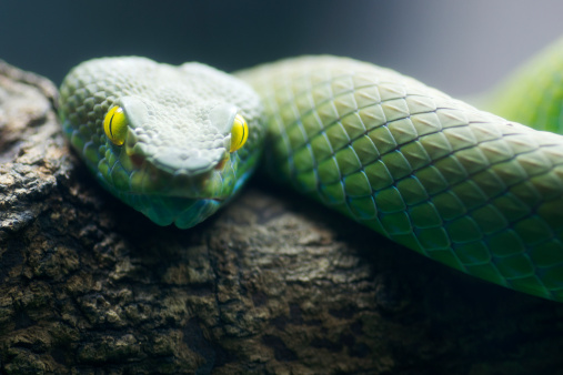 Green Pit Viper with shape eyes