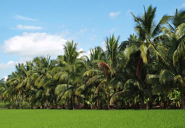 istock Lush Green Ricefield and Palm Trees 154038977