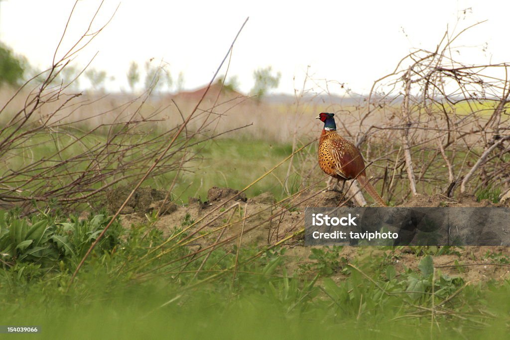 pheasant in spring pheasant cock defending its territory in spring Agricultural Field Stock Photo