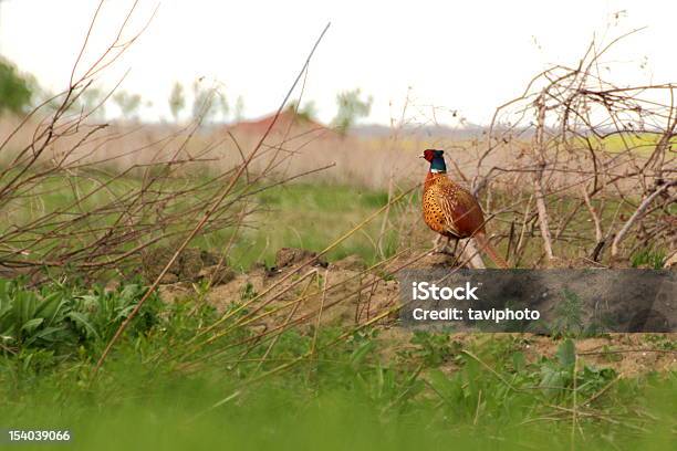 Pheasant In Spring Stock Photo - Download Image Now - Agricultural Field, Animal, Animal Wildlife