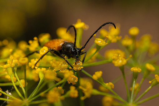 Longhorn beetle on a dill