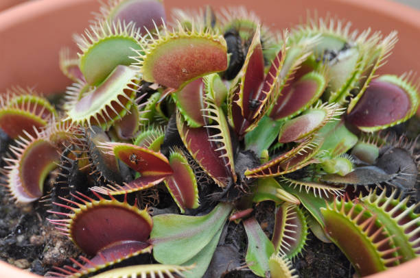 istock carnivorous plant catching insects 1540398133