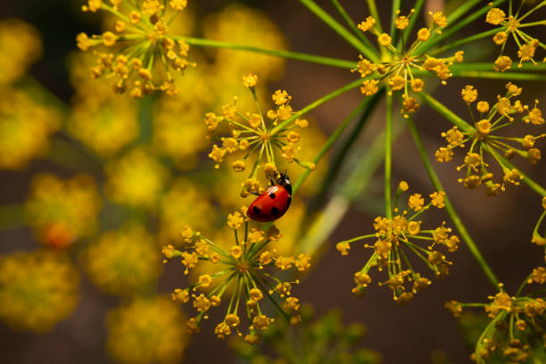 Close up of a lady bug